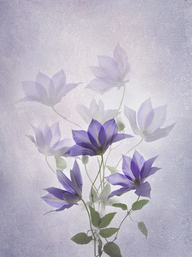 Purple Clematis