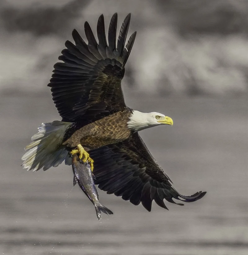 Bald Eagle
