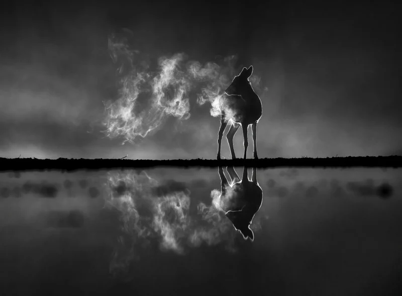 Deer in foggy night