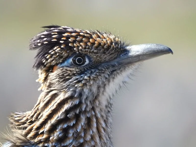 Desert Roadrunner Profile