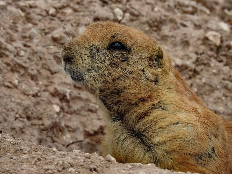 Watchful Prairie Dog