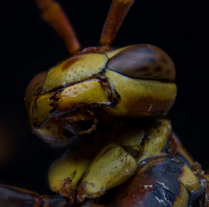 Wasp Head Close-up