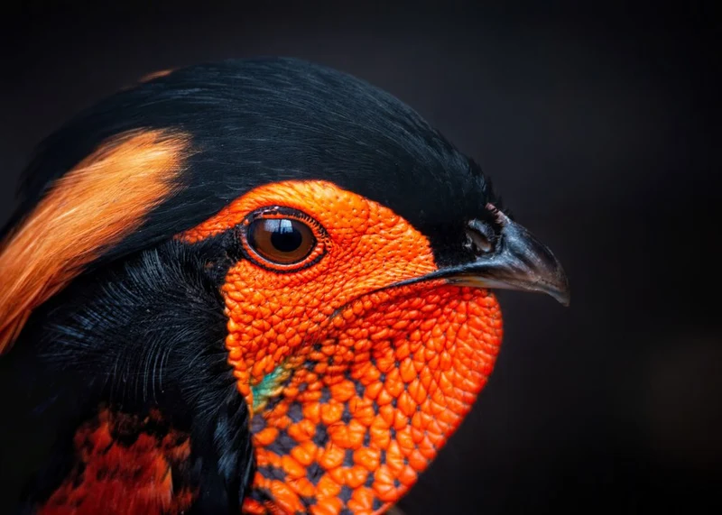 Vibrant Orange Pheasant