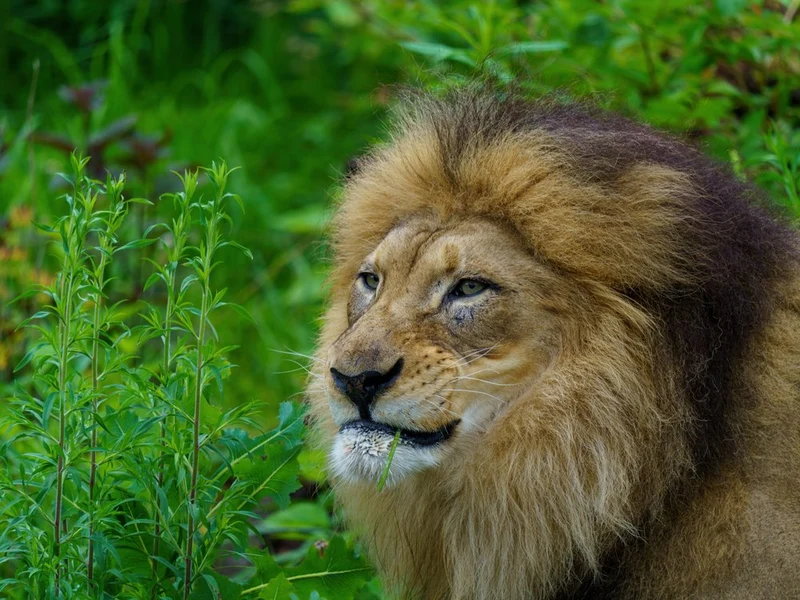 Regal Lion's Gaze