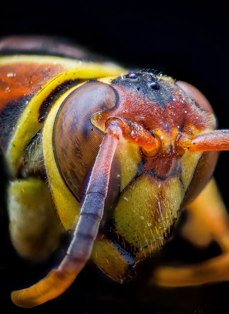 Vibrant Wasp Head