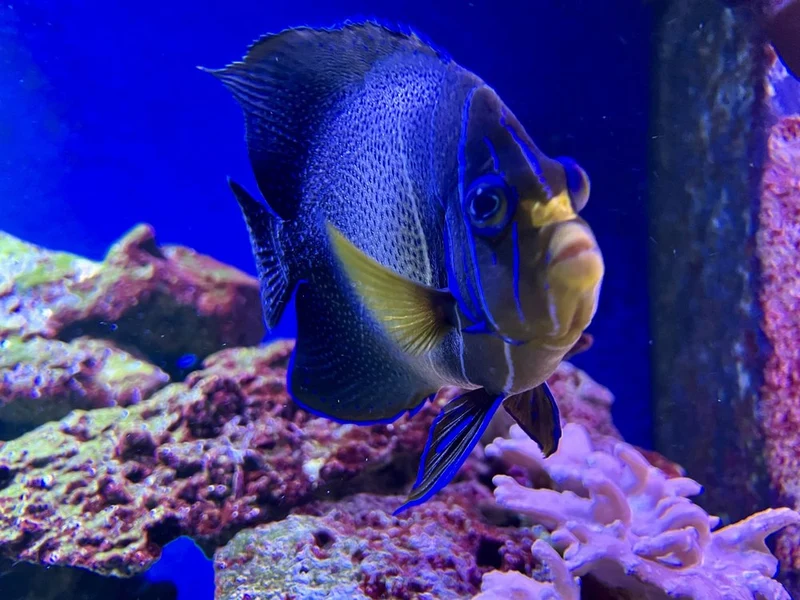 Vibrant Angelfish Portrait
