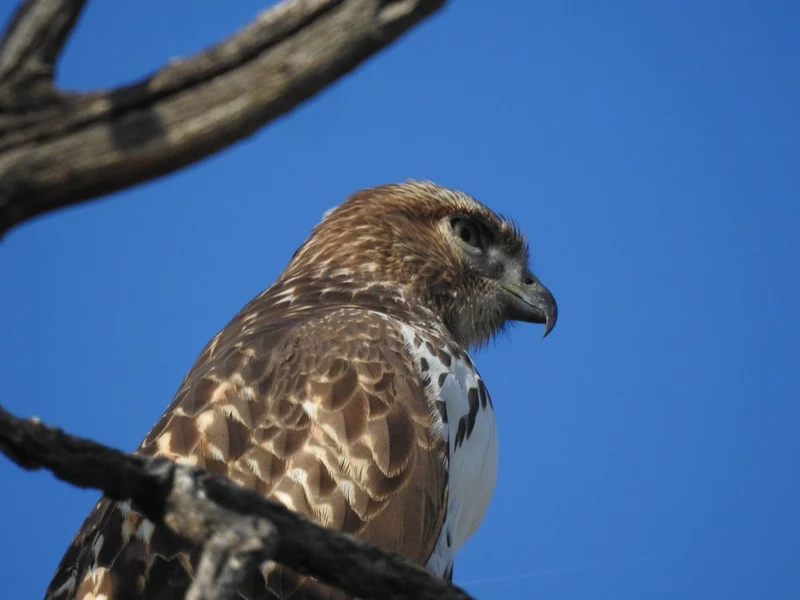 Majestic Hawk Portrait