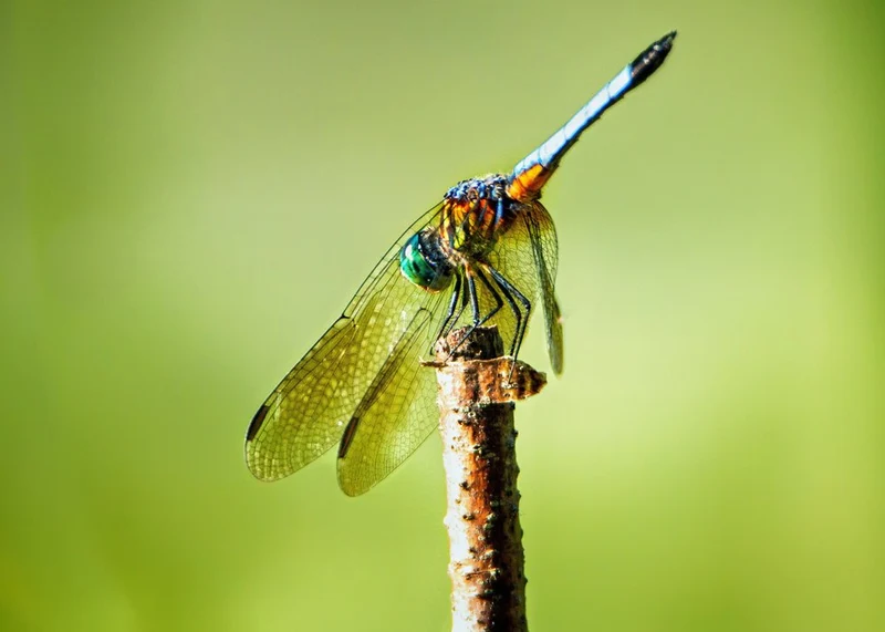 Vibrant Emerald Dragonfly