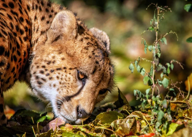 Focused Cheetah Gaze