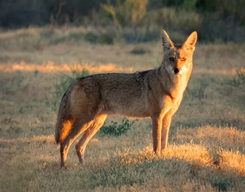 Golden Hour Coyote