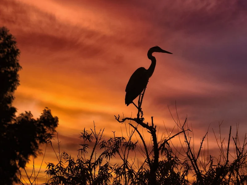 Heron Sunset Silhouette