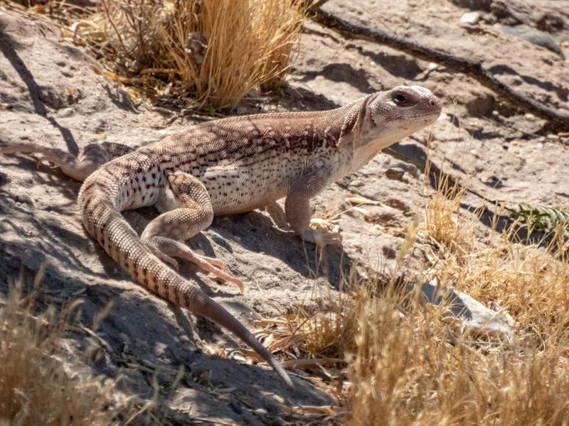 Desert Lizard Watching