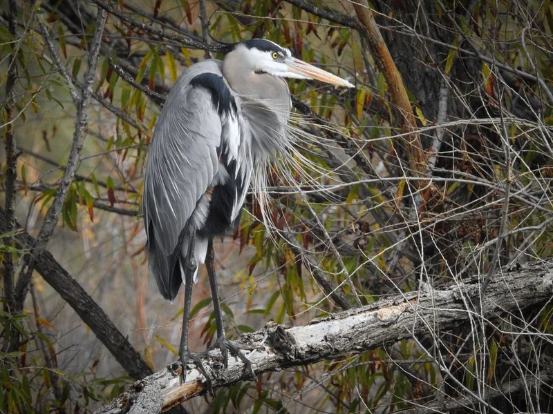 Great Blue Heron Perched