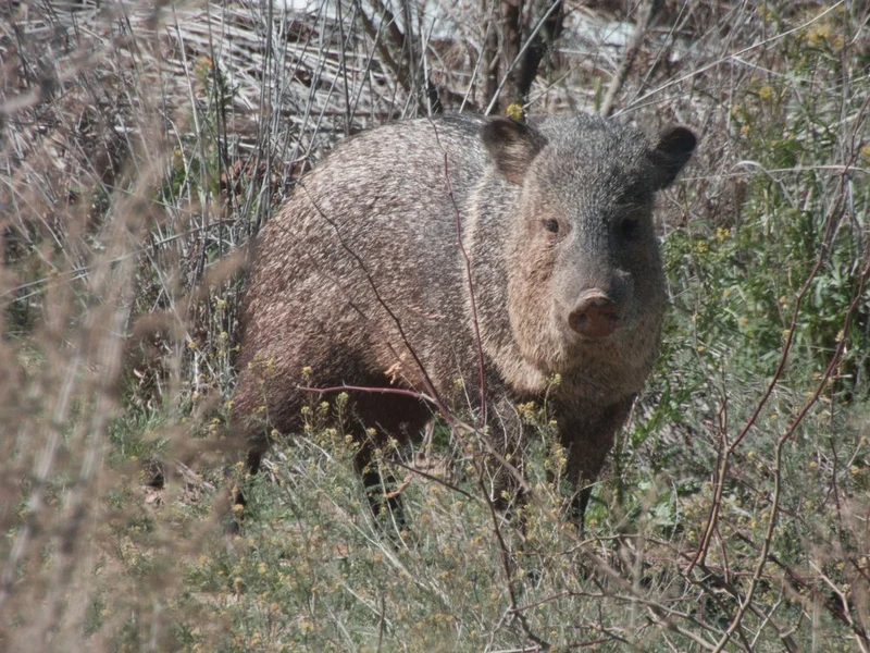 Wild Javelina in Brush