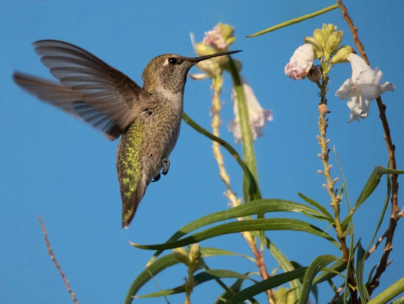 Hummingbird Nectar Bloom