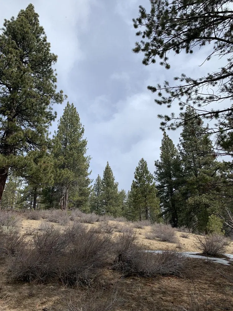 Cloudy Mountain Forest