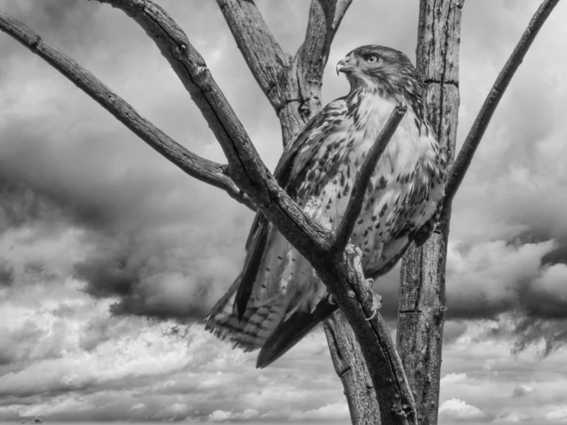 Dramatic Hawk Perch