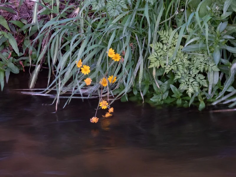 Yellow Blooms Over Water