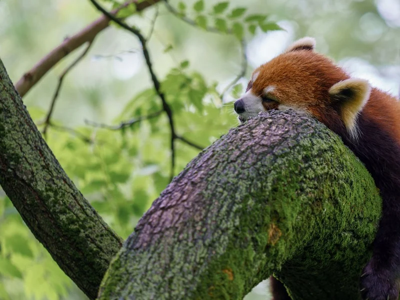 Sleeping Red Panda