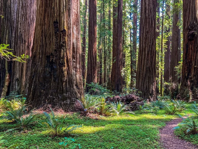 Majestic Redwood Grove