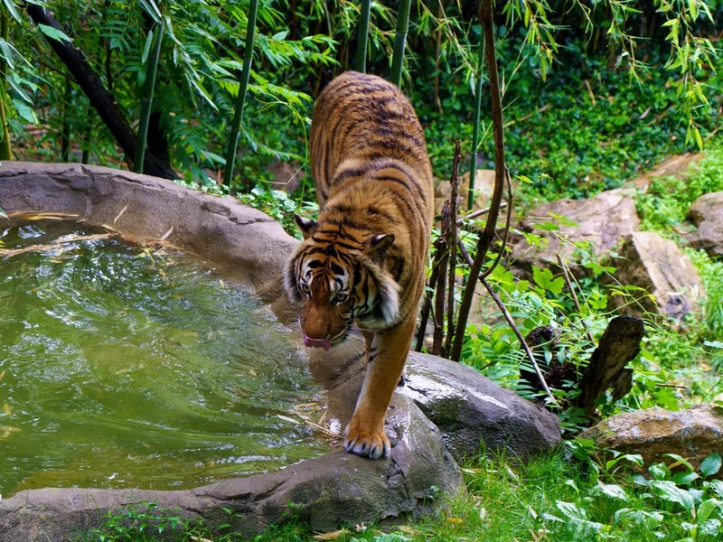 Tiger At Water's Edge