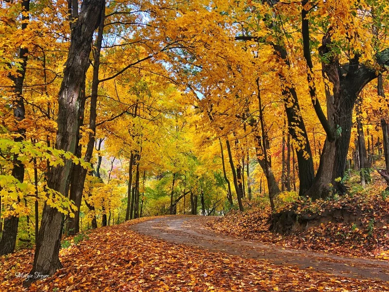 Golden Autumn Forest Path