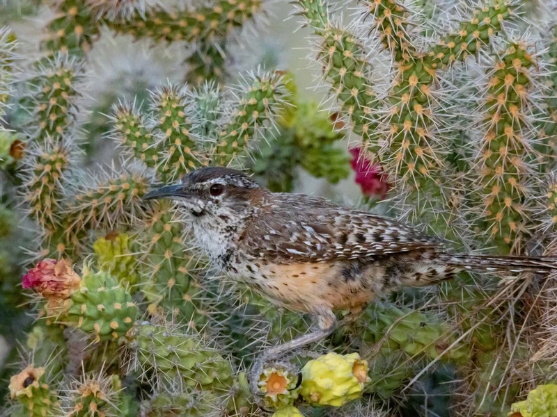 Desert Bird on Cholla