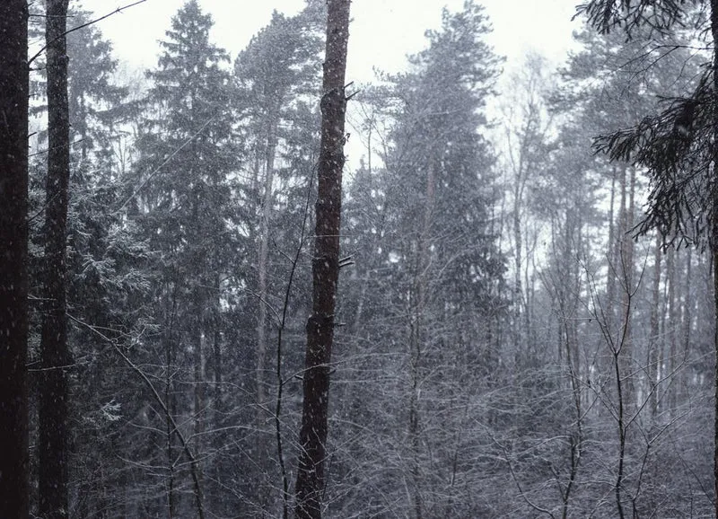 Serene Snowy Forest