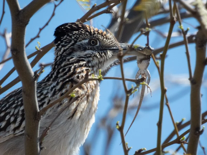 Roadrunner Catches Lizard