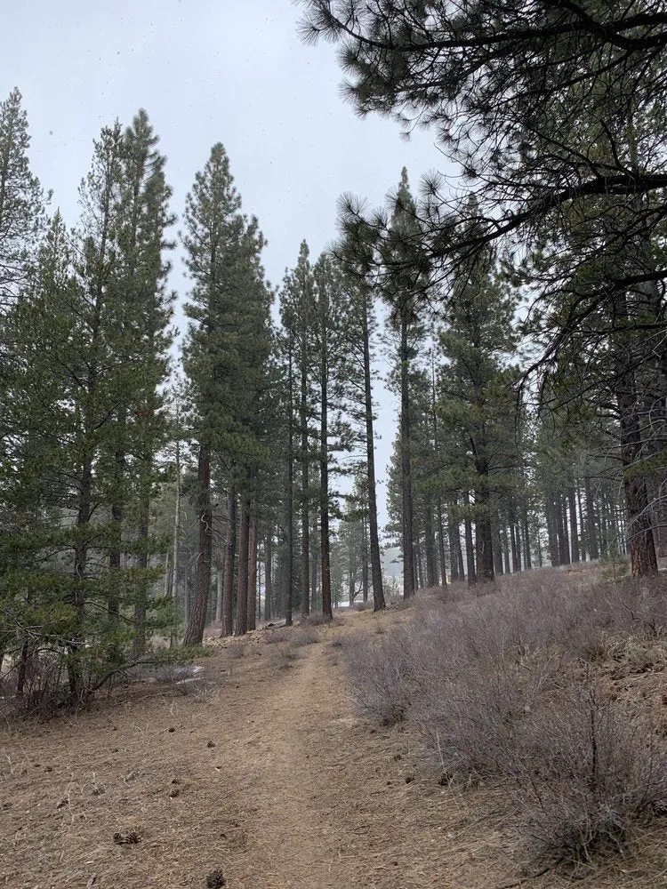 Forest Path Uphill