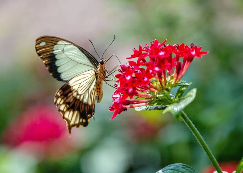 Butterfly On Red Flower Cluster