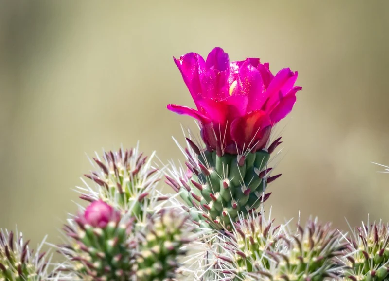 Pink Cactus Bloom