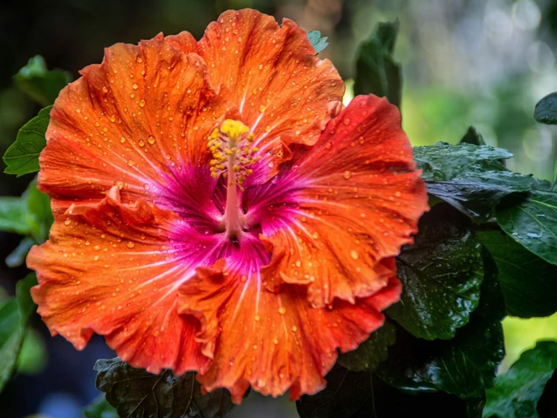 Vibrant Orange Hibiscus
