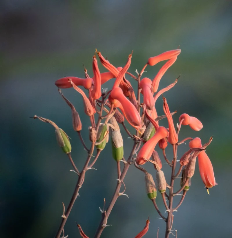 Warm Aloe Flowers