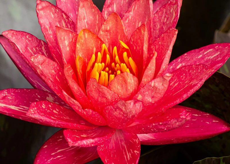 Vibrant Variegated Lily