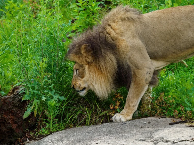 Majestic Lion Stroll