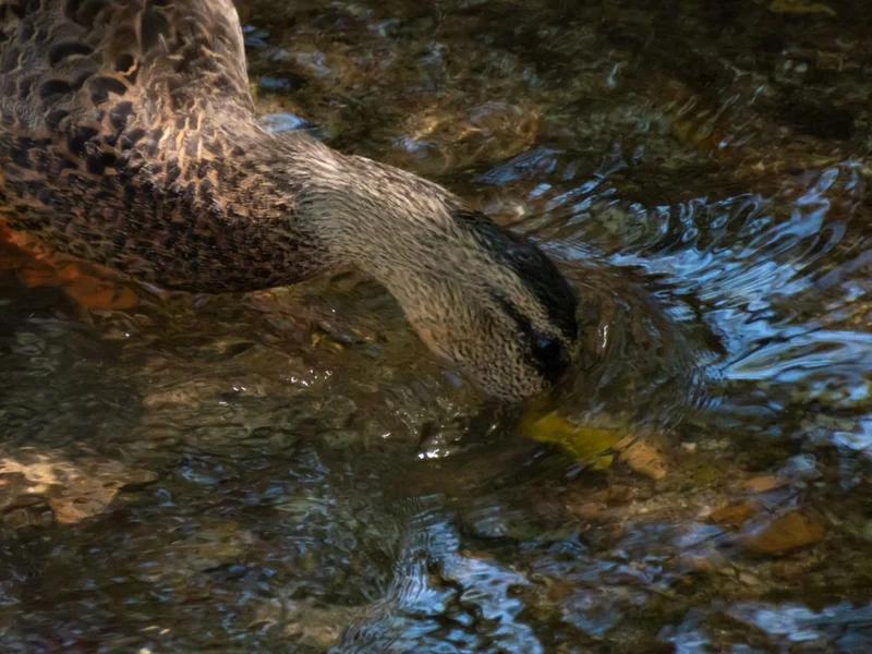 Dabbling Mallard