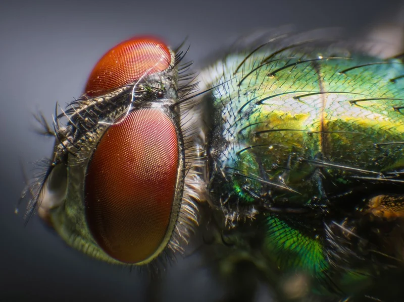 Vibrant Fly Eyes Macro