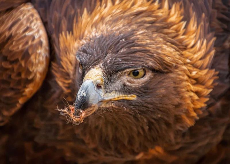 Golden Eagle Gaze