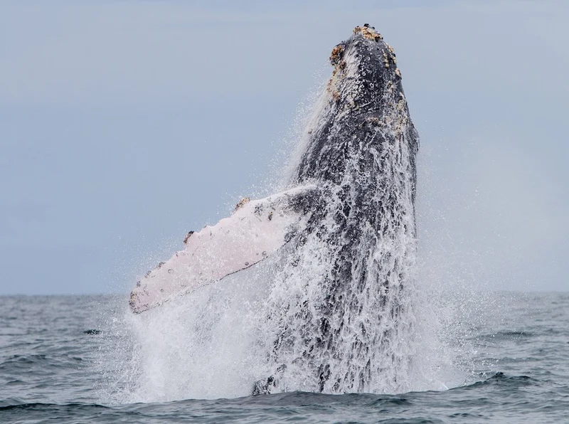 Majestic Whale Breach