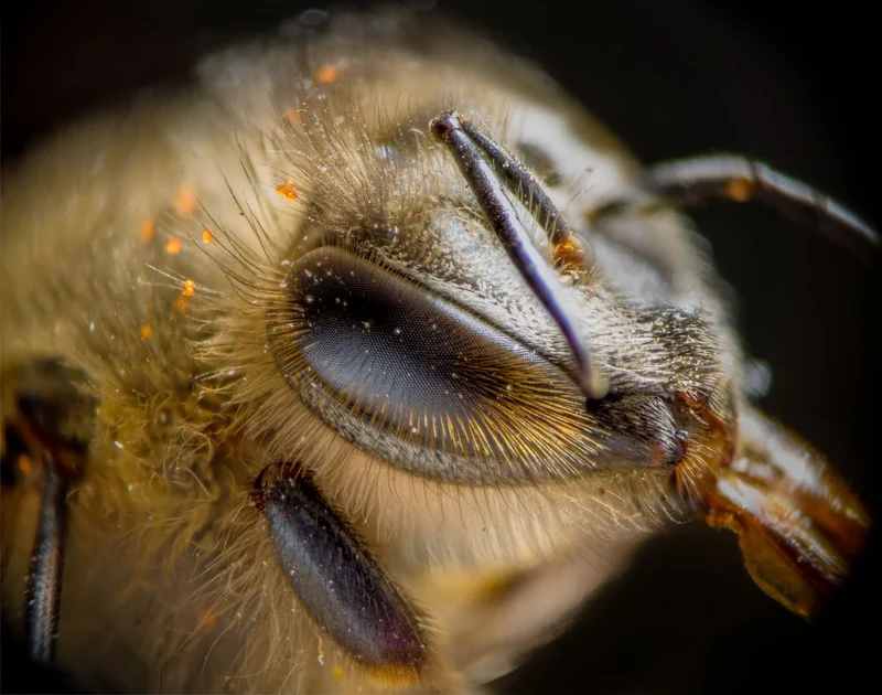 Fuzzy Bee Close Up