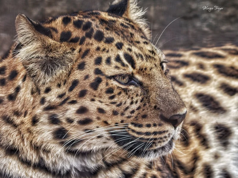 Watchful Leopard Profile