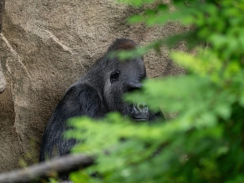 Pensive Gorilla Gaze