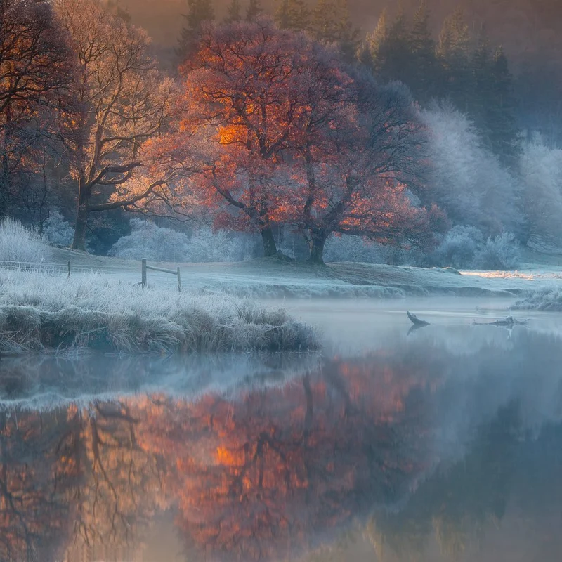 Orange Tree Winter Mist