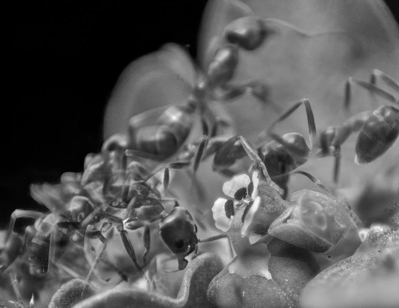 Ants on Blooms Macro
