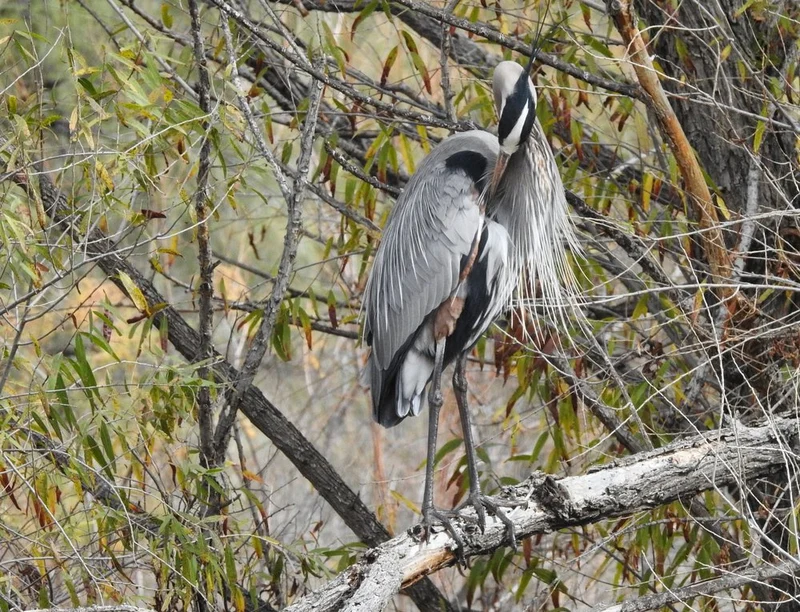 Great Blue Heron Preening