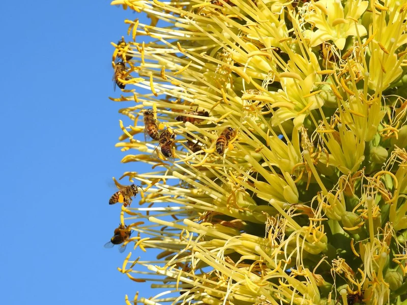 Busy Bees on Yellow Flowers