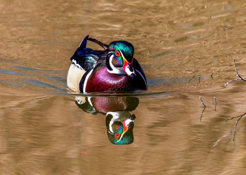 Vibrant Wood Duck Reflection