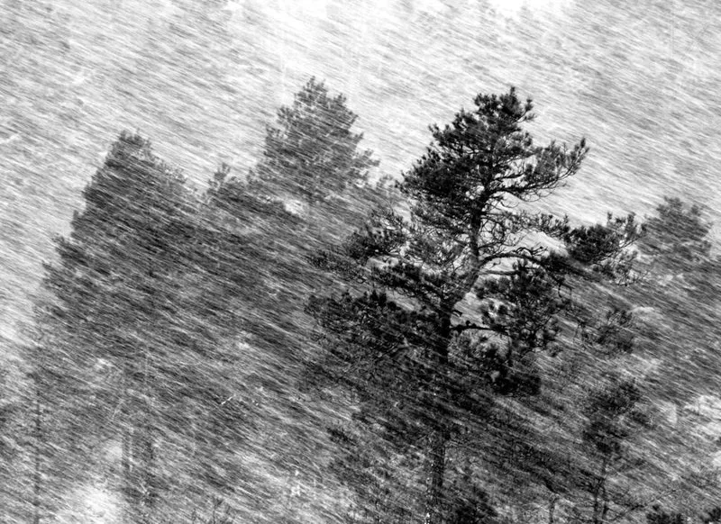 Blizzard in the Pines
