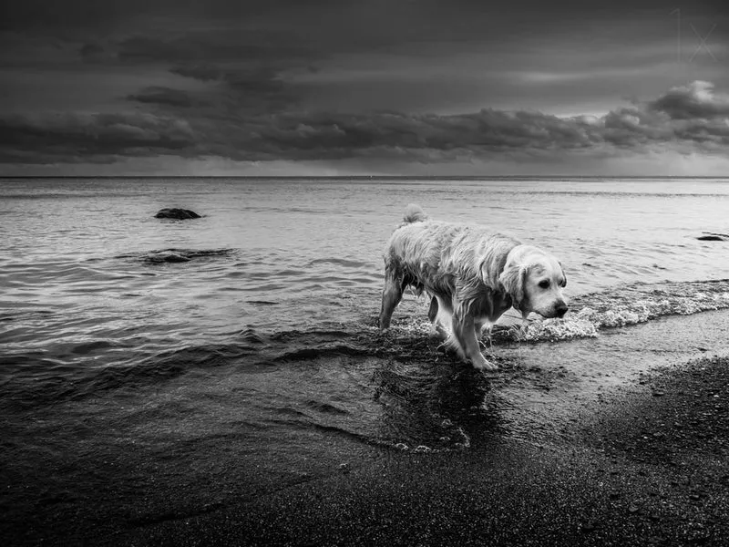 Golden Retriever Stormy Shore